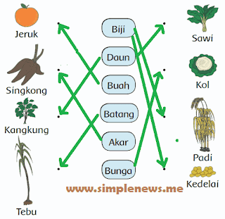 gambar ke nama bagian tanaman yang biasa dimakan www.simplenews.me