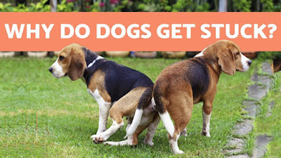 Why dogs get stuck during mating?