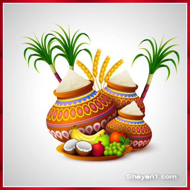 pongal celebration