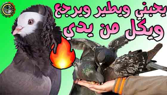 كيف اجعل الحمام يحبني ويطير ويرجع وياكل من يدي How do I make pigeons love me and fly back and eat from my hand