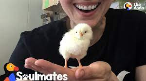 Woman Falls In Love With Chicken Rescued From NYC Streets