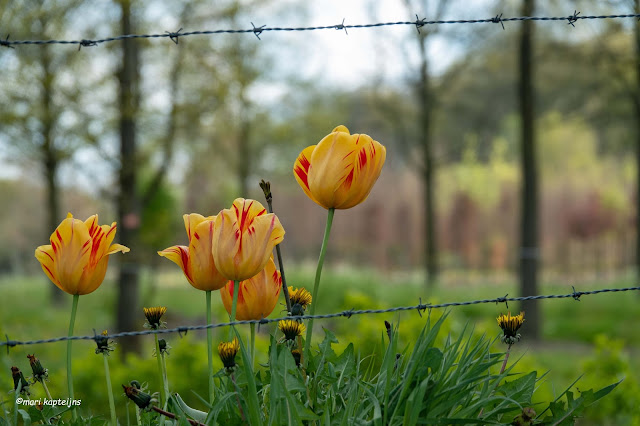 www.jetjesdag.nl | Mari Kapteijns fotografie | tulpenkunst |