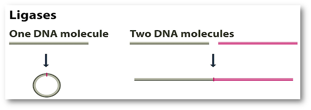 How DNA ligase works?