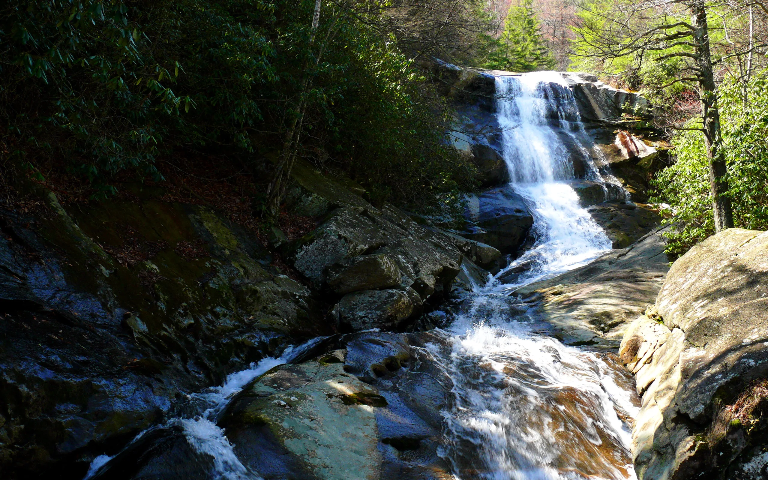 Pisgah National Forest