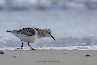 Wildlifefotografie Helgoland Düne Sanderling