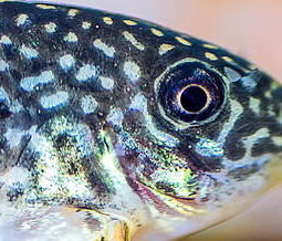 Peppered Corydoras Male Vs Female Identification, Breeding, Care