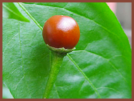 Cappuccino Chiltepin