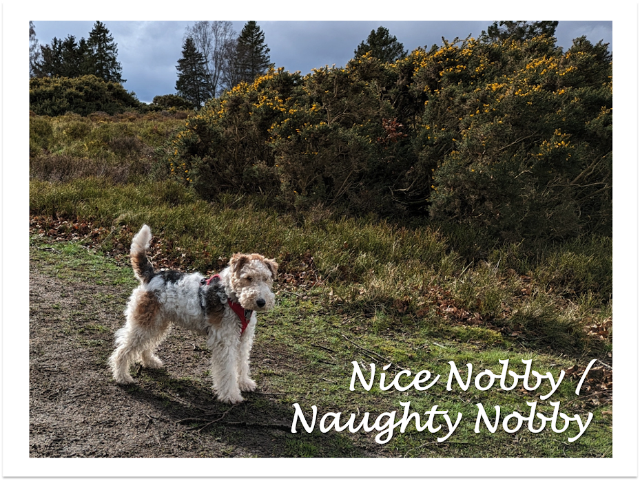 Nice Nobby / Naughty Nobby 