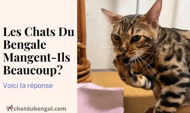 Les Chats Du Bengale Mangent-Ils Beaucoup?