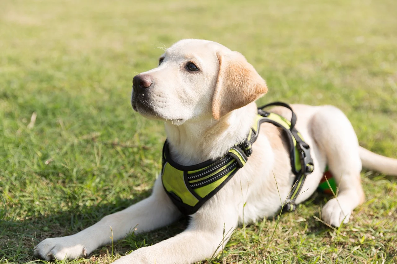 Labrador Puppy Training