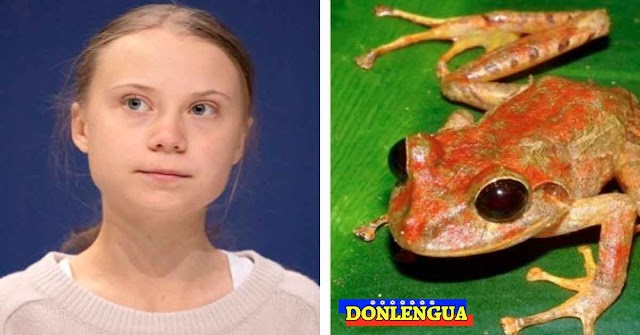 Descubren nueva especie de rana y la bautizan con el nombre de Greta Thunberg