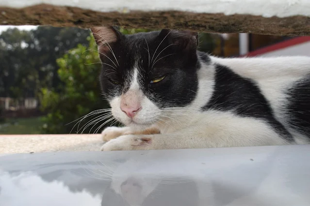 Tuxedo cat photo