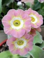 аурикула "Английская Леди"  auricula ушковая примула бордюрные аурикулы