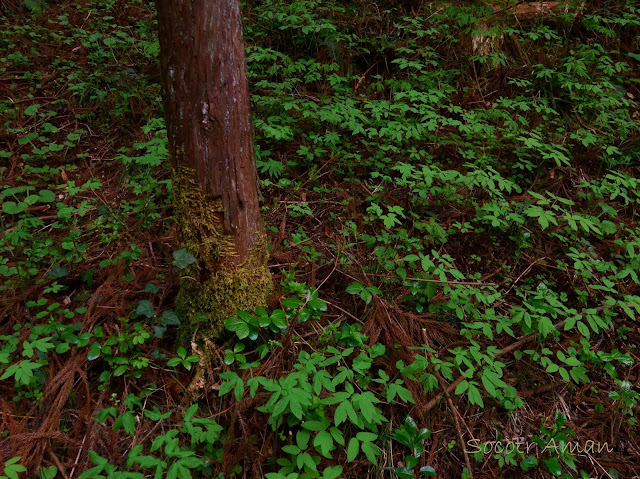 Caulophyllum robustum