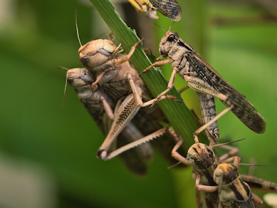 locust swarm