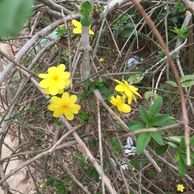 Jasminum mesnyi