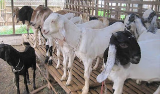 Cara penggemukan kambing