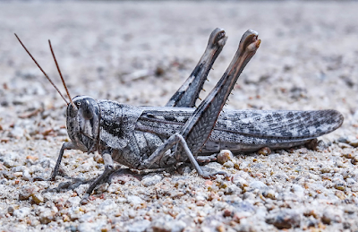 locust swarm