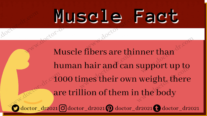 Muscle Fact by Doctor-dr