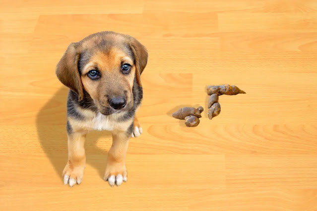 combien-de-selles-par-jour-pour-un-chiot