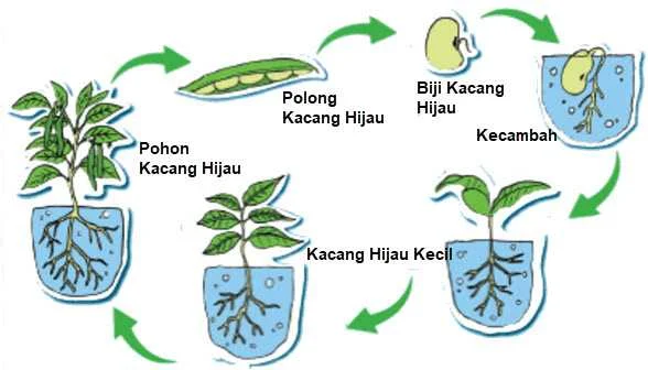 Kacang Hijau