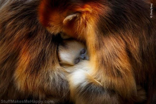 10. Monkey cuddle by Zhang Qiang, China