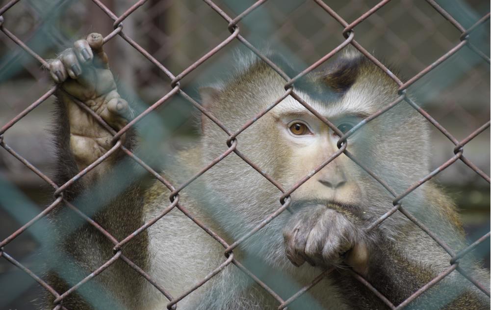 MONSTER: Fauci runs “secret island of monkeys” to conduct cruel animal experiments to enrich Big Pharma