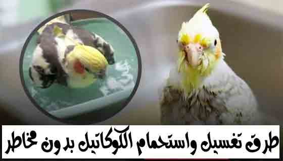 طرق تغسيل واستحمام الكوكاتيل بدون مخاطر!