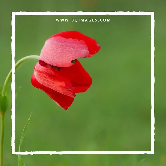 Beautiful Red flower Profile Pictures for Facebook