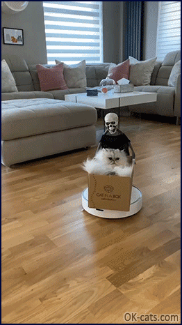 Funny Cat GIF • Funny cat • Vroom Vroom Halloween here I come... They see me rollin' they hatin' [ok-cats.com]