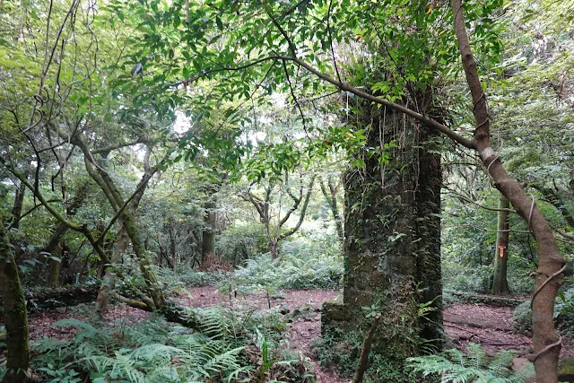 小觀音山山之家