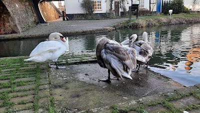 Swans in Hungerford