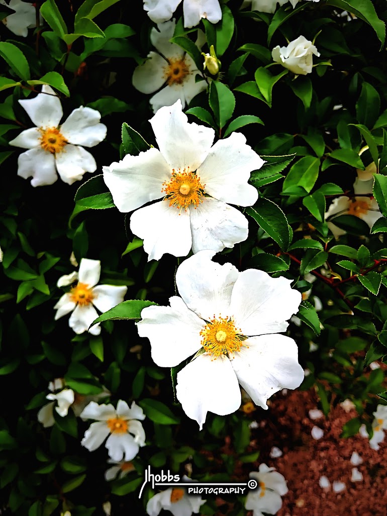 Cherokee Rose