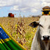 Setor agropecuário do Rio Grande do Sul fatura R$ 7,92 bi na Expointer, a maior da América Latina