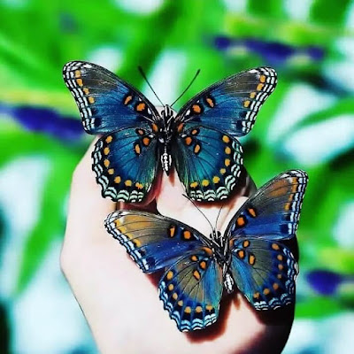 Beautiful Butterfly Whatsapp DP