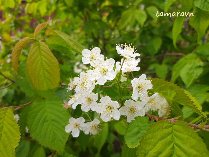 Вишня Максимовича / Черёмуха Максимовича (Cerasus maximowiczii, =Prunus maximowiczii, =Padus maximowiczii)