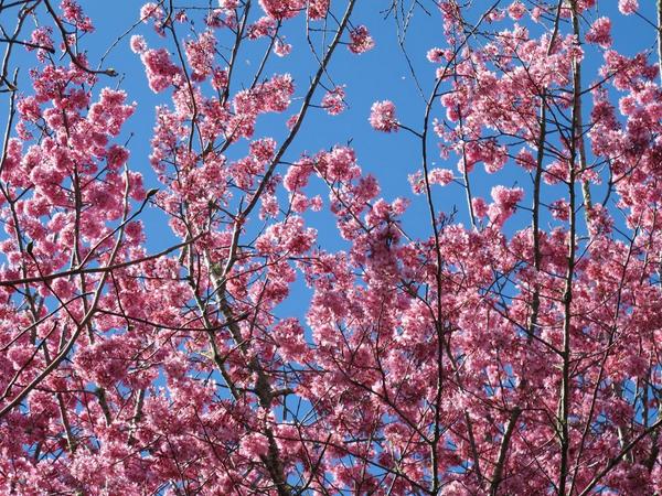 Prunus 'Mimosa'