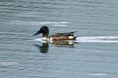 Northern Shoveler