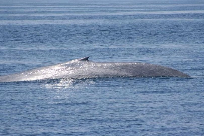 BIÓLOGOS ENCUENTRAN AL ANIMAL MÁS GRANDE DEL MUNDO EN LA COSTA DE PUNTA SAL