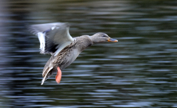 gjerdrum lysedammen stokkand