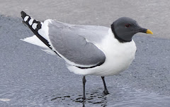 (Xema sabini) Sabine's gull / Gaviota de Sabine / Sabine Antxeta