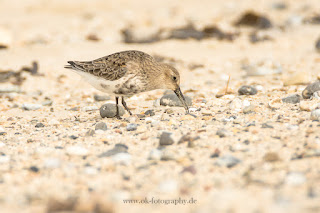 Wildlifefotografie Helgoland Düne Meerstrandläufer Alpenstrandläufer