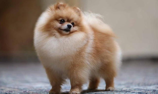 Buying Pomeranian for Sale