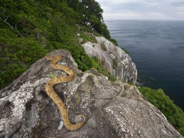 Островът на змиите