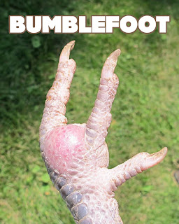 picture of chicken feet bumblefoot