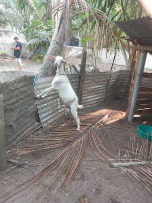 A villagers Goat pen on Kalprni island.