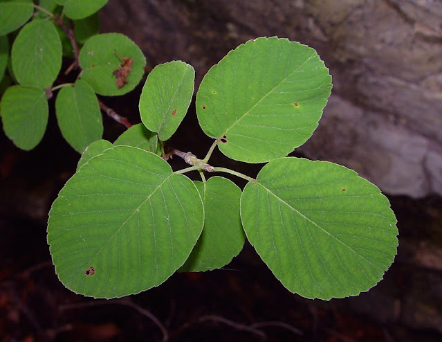 Ирга низкая (Amelanchier humilis)