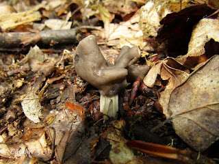 Helvella lacunosa IMG5649