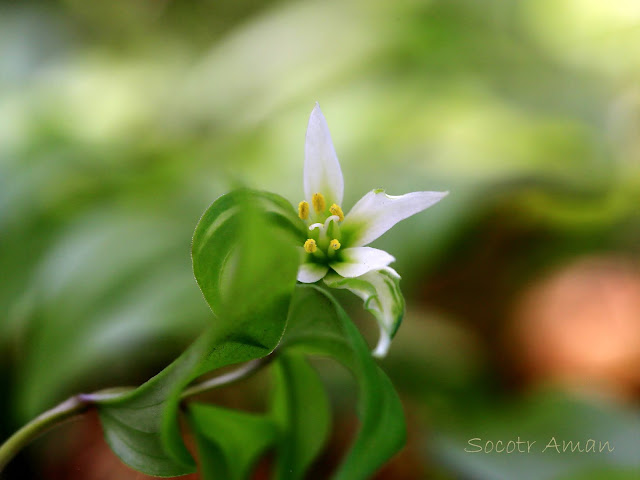 Disporum smilacinum