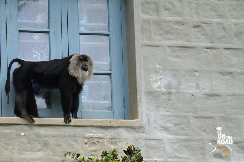 The Alpha Male Lion Tailed Macaque at Puduthotham Tea Estate, Valparai